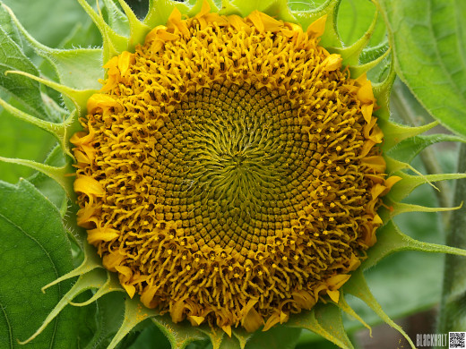 669103 (a): :1600x1200